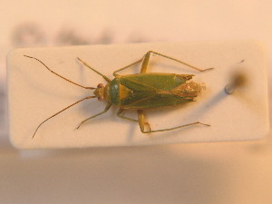  ( - BFB_Heteroptera_Schmolke_0231)  @12 [ ] CreativeCommons - Attribution Non-Commercial Share-Alike (2012) SNSB, Zoologische Staatssammlung Muenchen SNSB, Zoologische Staatssammlung Muenchen
