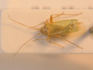  ( - BFB_Heteroptera_Schmolke_0235)  @11 [ ] CreativeCommons - Attribution Non-Commercial Share-Alike (2012) SNSB, Zoologische Staatssammlung Muenchen SNSB, Zoologische Staatssammlung Muenchen