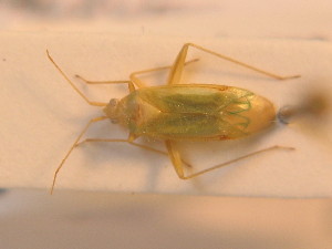  ( - BFB_Heteroptera_Schmolke_0236)  @11 [ ] CreativeCommons - Attribution Non-Commercial Share-Alike (2012) SNSB, Zoologische Staatssammlung Muenchen SNSB, Zoologische Staatssammlung Muenchen