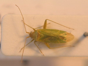  ( - BFB_Heteroptera_Schmolke_0237)  @11 [ ] CreativeCommons - Attribution Non-Commercial Share-Alike (2012) SNSB, Zoologische Staatssammlung Muenchen SNSB, Zoologische Staatssammlung Muenchen