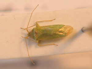  ( - BFB_Heteroptera_Schmolke_0238)  @11 [ ] CreativeCommons - Attribution Non-Commercial Share-Alike (2012) SNSB, Zoologische Staatssammlung Muenchen SNSB, Zoologische Staatssammlung Muenchen
