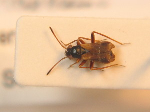  ( - BFB_Heteroptera_Schmolke_0264)  @11 [ ] CreativeCommons - Attribution Non-Commercial Share-Alike (2012) SNSB, Zoologische Staatssammlung Muenchen SNSB, Zoologische Staatssammlung Muenchen