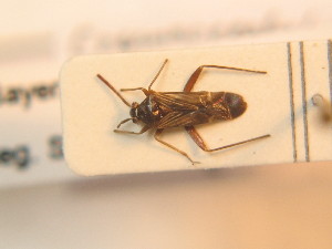  (Cremnocephalus alpestris - BFB_Heteroptera_Schmolke_0274)  @14 [ ] CreativeCommons - Attribution Non-Commercial Share-Alike (2012) SNSB, Zoologische Staatssammlung Muenchen SNSB, Zoologische Staatssammlung Muenchen