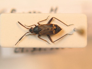  ( - BFB_Heteroptera_Schmolke_0275)  @13 [ ] CreativeCommons - Attribution Non-Commercial Share-Alike (2012) SNSB, Zoologische Staatssammlung Muenchen SNSB, Zoologische Staatssammlung Muenchen