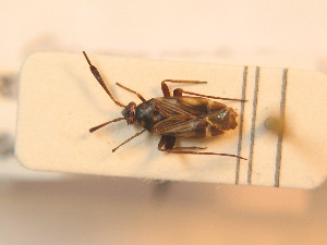  ( - BFB_Heteroptera_Schmolke_0276)  @13 [ ] CreativeCommons - Attribution Non-Commercial Share-Alike (2012) SNSB, Zoologische Staatssammlung Muenchen SNSB, Zoologische Staatssammlung Muenchen