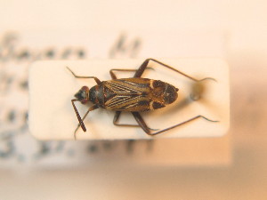  ( - BFB_Heteroptera_Schmolke_0277)  @14 [ ] CreativeCommons - Attribution Non-Commercial Share-Alike (2012) SNSB, Zoologische Staatssammlung Muenchen SNSB, Zoologische Staatssammlung Muenchen