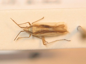  (Amblytylus albidus - BFB_Heteroptera_Schmolke_0279)  @11 [ ] CreativeCommons - Attribution Non-Commercial Share-Alike (2012) SNSB, Zoologische Staatssammlung Muenchen SNSB, Zoologische Staatssammlung Muenchen