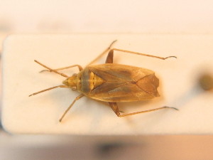  ( - BFB_Heteroptera_Schmolke_0283)  @12 [ ] CreativeCommons - Attribution Non-Commercial Share-Alike (2012) SNSB, Zoologische Staatssammlung Muenchen SNSB, Zoologische Staatssammlung Muenchen