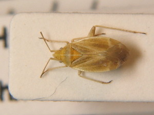  ( - BFB_Heteroptera_Schmolke_0286)  @12 [ ] CreativeCommons - Attribution Non-Commercial Share-Alike (2012) SNSB, Zoologische Staatssammlung Muenchen SNSB, Zoologische Staatssammlung Muenchen