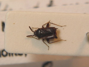  ( - BFB_Heteroptera_Schmolke_0291)  @13 [ ] CreativeCommons - Attribution Non-Commercial Share-Alike (2012) SNSB, Zoologische Staatssammlung Muenchen SNSB, Zoologische Staatssammlung Muenchen