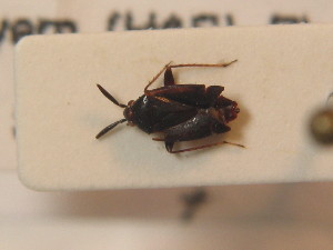  ( - BFB_Heteroptera_Schmolke_0292)  @11 [ ] CreativeCommons - Attribution Non-Commercial Share-Alike (2012) SNSB, Zoologische Staatssammlung Muenchen SNSB, Zoologische Staatssammlung Muenchen