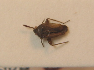  ( - BFB_Heteroptera_Schmolke_0293)  @11 [ ] CreativeCommons - Attribution Non-Commercial Share-Alike (2012) SNSB, Zoologische Staatssammlung Muenchen SNSB, Zoologische Staatssammlung Muenchen