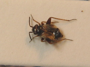  ( - BFB_Heteroptera_Schmolke_0295)  @11 [ ] CreativeCommons - Attribution Non-Commercial Share-Alike (2012) SNSB, Zoologische Staatssammlung Muenchen SNSB, Zoologische Staatssammlung Muenchen