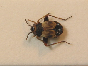  ( - BFB_Heteroptera_Schmolke_0296)  @11 [ ] CreativeCommons - Attribution Non-Commercial Share-Alike (2012) SNSB, Zoologische Staatssammlung Muenchen SNSB, Zoologische Staatssammlung Muenchen