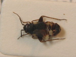  ( - BFB_Heteroptera_Schmolke_0297)  @11 [ ] CreativeCommons - Attribution Non-Commercial Share-Alike (2012) SNSB, Zoologische Staatssammlung Muenchen SNSB, Zoologische Staatssammlung Muenchen