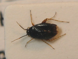  (Chlamydatus pulicarius - BFB_Heteroptera_Schmolke_0301)  @13 [ ] CreativeCommons - Attribution Non-Commercial Share-Alike (2012) SNSB, Zoologische Staatssammlung Muenchen SNSB, Zoologische Staatssammlung Muenchen