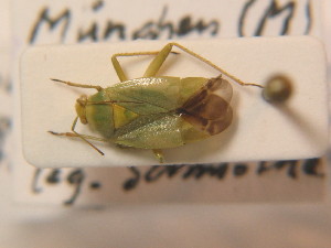  (Apolygus lucorum - BFB_Heteroptera_Schmolke_0374)  @13 [ ] CreativeCommons - Attribution Non-Commercial Share-Alike (2012) SNSB, Zoologische Staatssammlung Muenchen SNSB, Zoologische Staatssammlung Muenchen