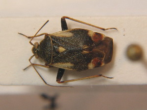  (Polymerus palustris - BFB_Heteroptera_Schmolke_0377)  @12 [ ] CreativeCommons - Attribution Non-Commercial Share-Alike (2012) SNSB, Zoologische Staatssammlung Muenchen SNSB, Zoologische Staatssammlung Muenchen