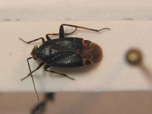  ( - BFB_Heteroptera_Schmolke_0380)  @11 [ ] CreativeCommons - Attribution Non-Commercial Share-Alike (2012) SNSB, Zoologische Staatssammlung Muenchen SNSB, Zoologische Staatssammlung Muenchen