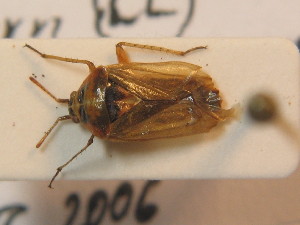  ( - BFB_Heteroptera_Schmolke_0389)  @14 [ ] CreativeCommons - Attribution Non-Commercial Share-Alike (2012) SNSB, Zoologische Staatssammlung Muenchen SNSB, Zoologische Staatssammlung Muenchen