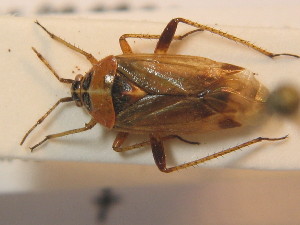  ( - BFB_Heteroptera_Schmolke_0390)  @13 [ ] CreativeCommons - Attribution Non-Commercial Share-Alike (2012) SNSB, Zoologische Staatssammlung Muenchen SNSB, Zoologische Staatssammlung Muenchen