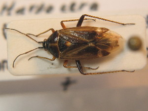  (Harpocera thoracica - BFB_Heteroptera_Schmolke_0391)  @14 [ ] CreativeCommons - Attribution Non-Commercial Share-Alike (2012) SNSB, Zoologische Staatssammlung Muenchen SNSB, Zoologische Staatssammlung Muenchen