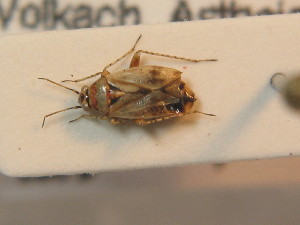  ( - BFB_Heteroptera_Schmolke_0415)  @11 [ ] CreativeCommons - Attribution Non-Commercial Share-Alike (2012) SNSB, Zoologische Staatssammlung Muenchen SNSB, Zoologische Staatssammlung Muenchen