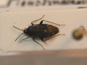  ( - BFB_Heteroptera_Schmolke_0416)  @11 [ ] CreativeCommons - Attribution Non-Commercial Share-Alike (2012) SNSB, Zoologische Staatssammlung Muenchen SNSB, Zoologische Staatssammlung Muenchen