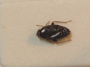  ( - BFB_Heteroptera_Schmolke_0428)  @11 [ ] CreativeCommons - Attribution Non-Commercial Share-Alike (2012) SNSB, Zoologische Staatssammlung Muenchen SNSB, Zoologische Staatssammlung Muenchen
