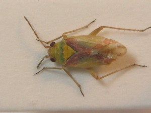  ( - BFB_Heteroptera_Schmolke_0471)  @11 [ ] CreativeCommons - Attribution Non-Commercial Share-Alike (2012) SNSB, Zoologische Staatssammlung Muenchen SNSB, Zoologische Staatssammlung Muenchen