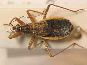  (Nabis flavomarginatus - BFB_Heteroptera_Schmolke_0488)  @14 [ ] CreativeCommons - Attribution Non-Commercial Share-Alike (2012) SNSB, Zoologische Staatssammlung Muenchen SNSB, Zoologische Staatssammlung Muenchen