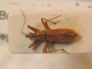  ( - BFB_Heteroptera_Schmolke_0493)  @11 [ ] CreativeCommons - Attribution Non-Commercial Share-Alike (2012) SNSB, Zoologische Staatssammlung Muenchen SNSB, Zoologische Staatssammlung Muenchen
