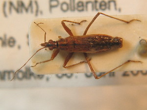  ( - BFB_Heteroptera_Schmolke_0494)  @11 [ ] CreativeCommons - Attribution Non-Commercial Share-Alike (2012) SNSB, Zoologische Staatssammlung Muenchen SNSB, Zoologische Staatssammlung Muenchen