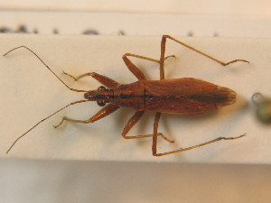  ( - BFB_Heteroptera_Schmolke_0495)  @13 [ ] CreativeCommons - Attribution Non-Commercial Share-Alike (2012) SNSB, Zoologische Staatssammlung Muenchen SNSB, Zoologische Staatssammlung Muenchen