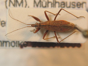  ( - BFB_Heteroptera_Schmolke_0496)  @13 [ ] CreativeCommons - Attribution Non-Commercial Share-Alike (2012) SNSB, Zoologische Staatssammlung Muenchen SNSB, Zoologische Staatssammlung Muenchen