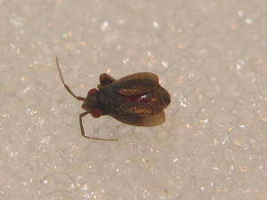  (Chlamydatus evanescens - BFB_Heteroptera_Schmolke_0540)  @13 [ ] CreativeCommons - Attribution Non-Commercial Share-Alike (2012) SNSB, Zoologische Staatssammlung Muenchen SNSB, Zoologische Staatssammlung Muenchen