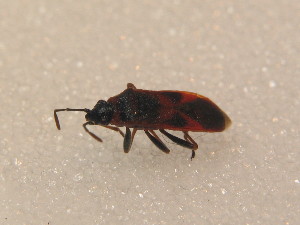  (Arocatus sp - BFB_Heteroptera_Schmolke_0554)  @13 [ ] CreativeCommons - Attribution Non-Commercial Share-Alike (2012) SNSB, Zoologische Staatssammlung Muenchen SNSB, Zoologische Staatssammlung Muenchen