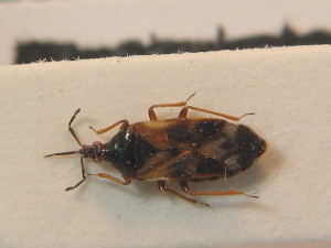 ( - BFB_Heteroptera_Schmolke_0576)  @11 [ ] CreativeCommons - Attribution Non-Commercial Share-Alike (2012) SNSB, Zoologische Staatssammlung Muenchen SNSB, Zoologische Staatssammlung Muenchen