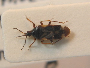  ( - BFB_Heteroptera_Schmolke_0577)  @11 [ ] CreativeCommons - Attribution Non-Commercial Share-Alike (2012) SNSB, Zoologische Staatssammlung Muenchen SNSB, Zoologische Staatssammlung Muenchen