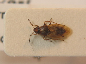  ( - BFB_Heteroptera_Schmolke_0678)  @12 [ ] CreativeCommons - Attribution Non-Commercial Share-Alike (2012) SNSB, Zoologische Staatssammlung Muenchen SNSB, Zoologische Staatssammlung Muenchen