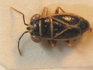  ( - BFB_Heteroptera_Schmolke_0695)  @11 [ ] CreativeCommons - Attribution Non-Commercial Share-Alike (2012) SNSB, Zoologische Staatssammlung Muenchen SNSB, Zoologische Staatssammlung Muenchen