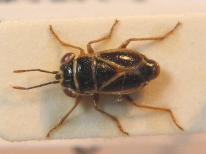  (Geocoris grylloides - BFB_Heteroptera_Schmolke_0696)  @13 [ ] CreativeCommons - Attribution Non-Commercial Share-Alike (2012) SNSB, Zoologische Staatssammlung Muenchen SNSB, Zoologische Staatssammlung Muenchen