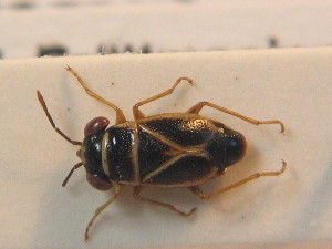  ( - BFB_Heteroptera_Schmolke_0698)  @11 [ ] CreativeCommons - Attribution Non-Commercial Share-Alike (2012) SNSB, Zoologische Staatssammlung Muenchen SNSB, Zoologische Staatssammlung Muenchen