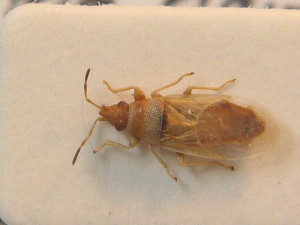  ( - BFB_Heteroptera_Schmolke_0721)  @11 [ ] CreativeCommons - Attribution Non-Commercial Share-Alike (2012) SNSB, Zoologische Staatssammlung Muenchen SNSB, Zoologische Staatssammlung Muenchen