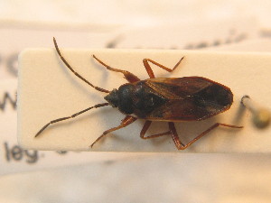  ( - BFB_Heteroptera_Schmolke_0731)  @13 [ ] CreativeCommons - Attribution Non-Commercial Share-Alike (2012) SNSB, Zoologische Staatssammlung Muenchen SNSB, Zoologische Staatssammlung Muenchen