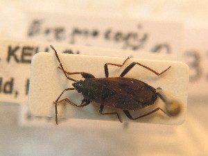  ( - BFB_Heteroptera_Schmolke_0732)  @13 [ ] CreativeCommons - Attribution Non-Commercial Share-Alike (2012) SNSB, Zoologische Staatssammlung Muenchen SNSB, Zoologische Staatssammlung Muenchen