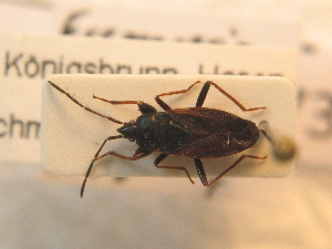  ( - BFB_Heteroptera_Schmolke_0733)  @11 [ ] CreativeCommons - Attribution Non-Commercial Share-Alike (2012) SNSB, Zoologische Staatssammlung Muenchen SNSB, Zoologische Staatssammlung Muenchen