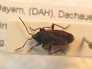  ( - BFB_Heteroptera_Schmolke_0734)  @13 [ ] CreativeCommons - Attribution Non-Commercial Share-Alike (2012) SNSB, Zoologische Staatssammlung Muenchen SNSB, Zoologische Staatssammlung Muenchen