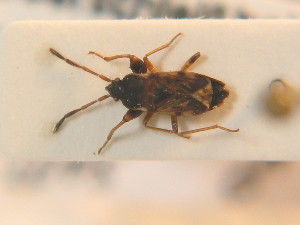  ( - BFB_Heteroptera_Schmolke_0763)  @11 [ ] CreativeCommons - Attribution Non-Commercial Share-Alike (2012) SNSB, Zoologische Staatssammlung Muenchen SNSB, Zoologische Staatssammlung Muenchen
