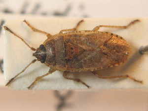  ( - BFB_Heteroptera_Schmolke_0774)  @11 [ ] CreativeCommons - Attribution Non-Commercial Share-Alike (2012) SNSB, Zoologische Staatssammlung Muenchen SNSB, Zoologische Staatssammlung Muenchen